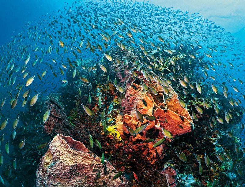 Anse-Chastanet-Fish-St Lucia