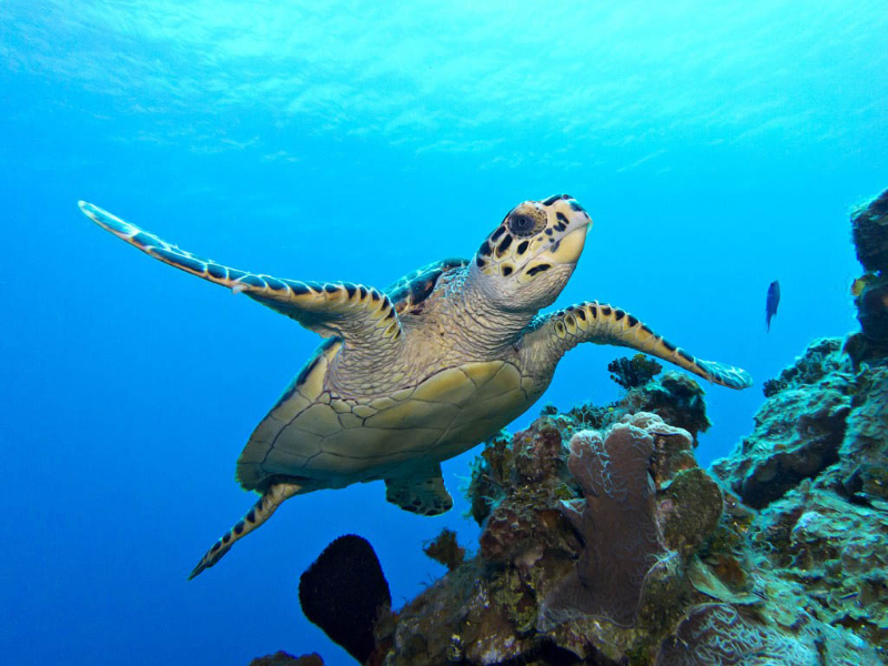 Little-Cayman-Turtle