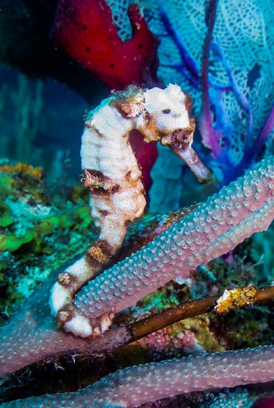 Roatan-Mayan-Divers-Seahorse